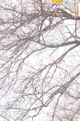 2IMG_6335A
