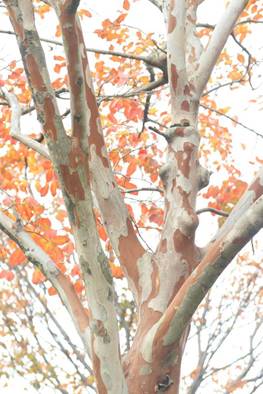 RIMG_6275A